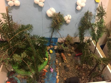 Temperate forest diorama Forest Diorama, Temperate Forest, Elementary School Projects, Forest Camp, Animals Art, Forest Animals, School Projects, Elementary School, Art Show