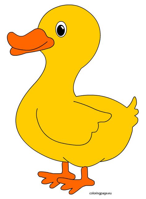 Duck Template, Cute Duck Cartoon, Classroom Ceiling Decorations, Duck Images, Duck Printable, Duck Coloring Pages, Duck Clipart, Realistic Pictures, Duck Pictures