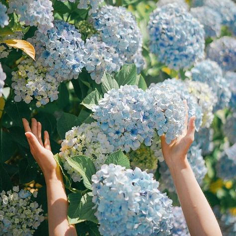 Green And Blue Aesthetic, Broken Rose, Garden Forest, Nice Garden, Fairycore Aesthetic, Green Hydrangea, Grass Field, Nature Green, Holding Flowers