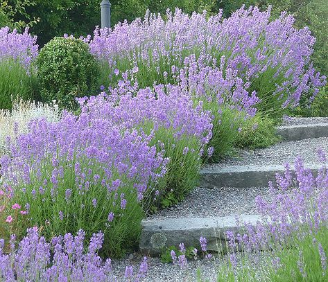 Stone Garden Paths, Stone Steps, Sloped Garden, Lavender Garden, Garden Steps, Traditional Landscape, Lavandula Angustifolia, Garden Cottage, Front Garden