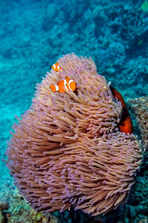 An anenome on the Great Barrier Reef with two Clown Fish