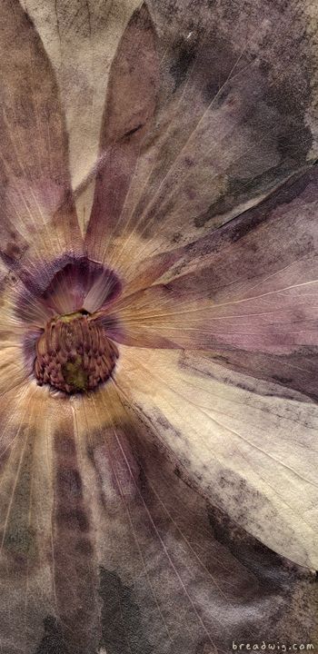 рjʍ Dusty Purple Wallpaper, Dusty Purple, Deco Floral, Color Textures, Shades Of Purple, Textures Patterns, A Flower, Color Inspiration, Purple Color