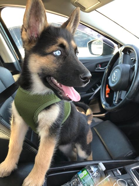 German Shepard mixed husky for sale Husky X German Shepherd, Husky German Shepard Mix Puppy, German Shepherd Husky Mix Puppy, German Shepard Husky Mix, German Husky, Cute Dog Mixes, German Shepherd For Sale, Husky With Blue Eyes, German Shepherd Husky Mix