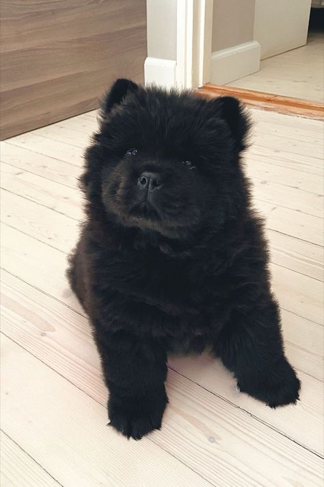 Chow chow dog, teddy bear dog, fluffy dogs, baby bear, dog, cute dog, chow chow puppy, fluffy dog, lion dog, long fur chow chow, black chow chow, kiinanpystykorva, fluffy puppy, long hair chow chow, teddy dogs, dog aesthetic, dog inspo, cute puppy, puppies, puppys, Chow Chow Puppy Aesthetic, Black Chow Chow Puppies, Dog Chow Chow, Chow Chow Dog Puppy, Chow Dog Breed, Black Chow Chow, Chow Puppy, Chow Chow Dog, Chow Dog