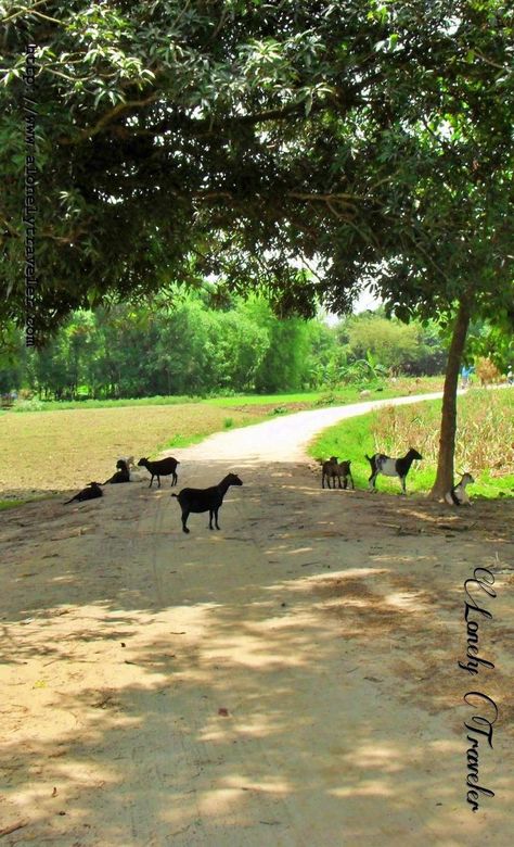 A village path of Bangladesh Village Photos Indian, Bangladesh Travel, Village Photos, Travel Picture Ideas, Landscape Photography Nature, Picsart Background, Aircraft Pictures, Village Life, Beautiful Rose Flowers