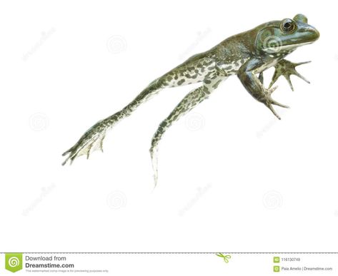 Going Forward - Frog Escaping, Leaping, Jumping And Getting Away Stock Image - Image of photography, escaping: 116130749 Frog Leaping Drawing, Leaping Frog Tattoo, Frog Jumping Illustration, Frog Jumping Drawing, References Animals, Frog Leaping, Jumping Photos, Frog Jumping, Frog Cat