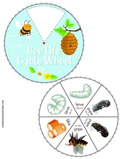 Bee Cycle Life, Bee Worksheets Free Printable, Bumble Bee Activities, Bee Anatomy, Bee Activity, Bees For Kids, Bee Project, Cycle For Kids, Bee Life Cycle