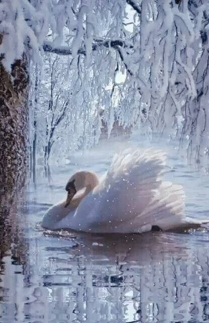 Swan Pictures, Beautiful Winter Scenes, Beautiful Swan, Winter Animals, White Swan, Winter Scenery, Winter Beauty, Snow Scenes, Winter Pictures