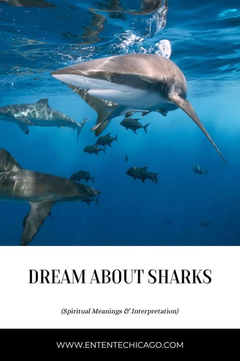 Dream About Sharks (Spiritual Meanings & Interpretation) Shark Meaning, S Meaning, Letting Your Guard Down, Bad Intentions, Meeting Your Soulmate, Shark Swimming, Fear Of The Unknown, Dream Interpretation, White Sharks