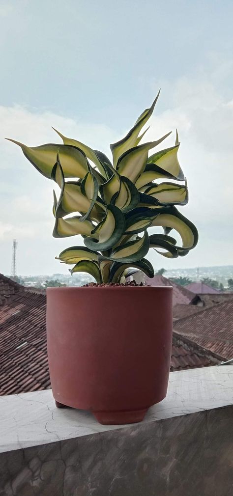 Sansevieria Plant Types, Sansevieria Arrangement, Sansevieria Hahnii, Croton Plant, Sansevieria Laurentii, Sansevieria Plant, Plant Care Houseplant, Inside Plants, Unusual Plants