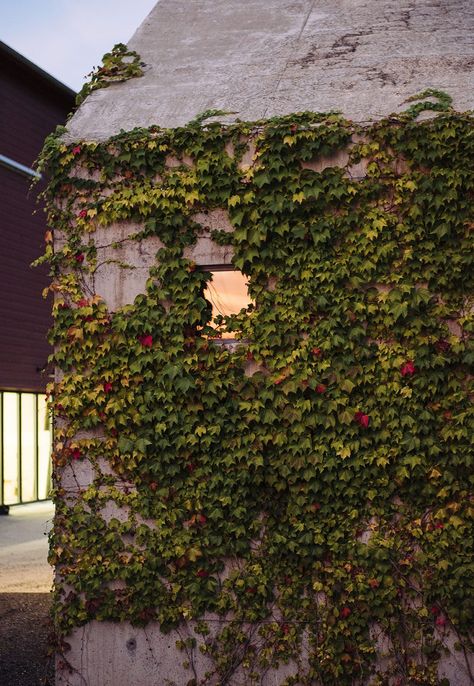 The ivy cover forces the studio to shift with the seasons: Boston ivy leaves “become a vibrant purple red in the fall, and the bare ivy branches on the concrete are also beautiful in winter,” said Berman. Welding Workshop, Boston Ivy, The Ivy League, Ivy Vine, Wooden Barn, Ivy Leaves, Ivy House, Poured Concrete, Concrete House