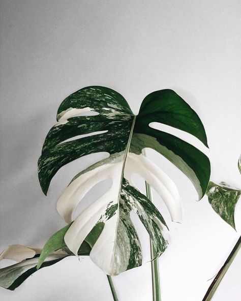 Amazing leaf of Monstera borsigiana variegata! Phot Monstera Borsigiana, Minimalist Homes, Tanaman Indoor, Plant Goals, Plants Are Friends, Deco Nature, Best Indoor Plants, Decoration Plante, Monstera Plant