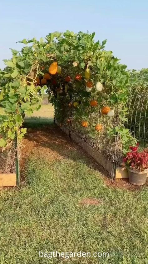 Backyard Homestead, Garden Concept, Backyard Gardens, Gardens Ideas, Gardening Design, Backyard Vegetable Gardens, Landscaping Garden, Party Garden, Veg Garden