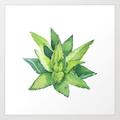 Aloe Vera Tattoo, Commercial Photography Product, Plant Illustrations, Plant Sketches, Dragonfly Painting, Succulent Art, Tatuaje A Color, Watercolor Cactus, Photography Product