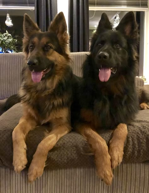 Doberman And German Shepherd, German Shepherd Rescue, Dream Pet, German Shepherd Puppy, Dog Essentials, Shepherd Puppy, Pretty Dogs, Man And Dog, Silly Dogs