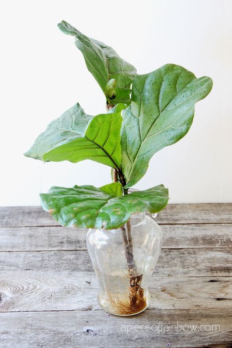 Fig Propagation, Plants Low Light, Fiddle Leaf Fig Care, Fiddle Fig Tree, Water Plants Indoor, Plants Grown In Water, Colorful Farmhouse, Plant In Glass, Indoor Plant Stand