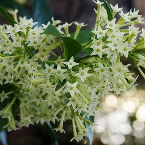 Cestrum Nocturnum, Jasmine Tree, Night Jasmine, Plants Wishlist, Conservatory Plants, Night Blooming Jasmine, Magical Moon, Florida Plants, Black Thumb