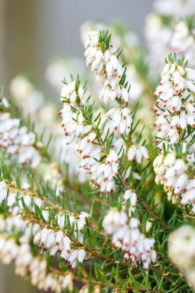 White Heather Flower, December Bouquet, Eden Flower, Erica Carnea, Scottish Moors, Patio Border, Victorian Language, Mum Flowers, Cabbage Flowers