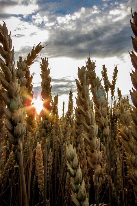 Rainbow Meaning, Blue Cloudy Sky, Landscape Clouds, Nature Pics, Wheat Field, Wheat Fields, Drone Photos, Cloudy Sky, Autumn Scenery