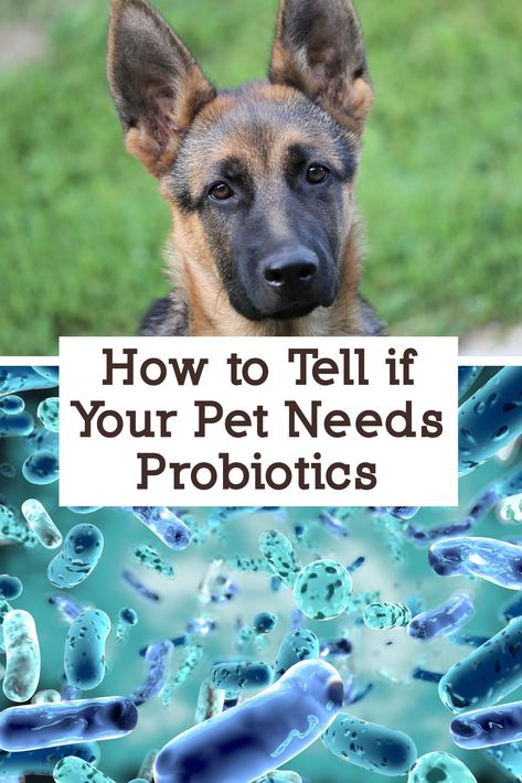 Pet Lab Co Probiotic, Probiotic Food For Dogs, Dog Supplements Natural, Diy Dog Probiotic, Homemade Dog Probiotics, Probiotic For Dogs Diy, Probiotic Treats For Dogs, Dog Probiotics Natural, Gut Health For Dogs