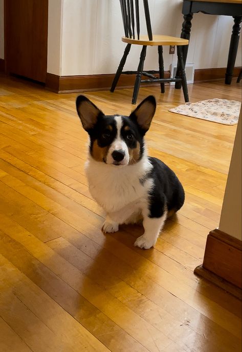 Black Corgi, Dream Dog, Cute Corgi, 2025 Vision, Black And Tan, Cute Puppies, Black And Brown, Vision Board, Moon