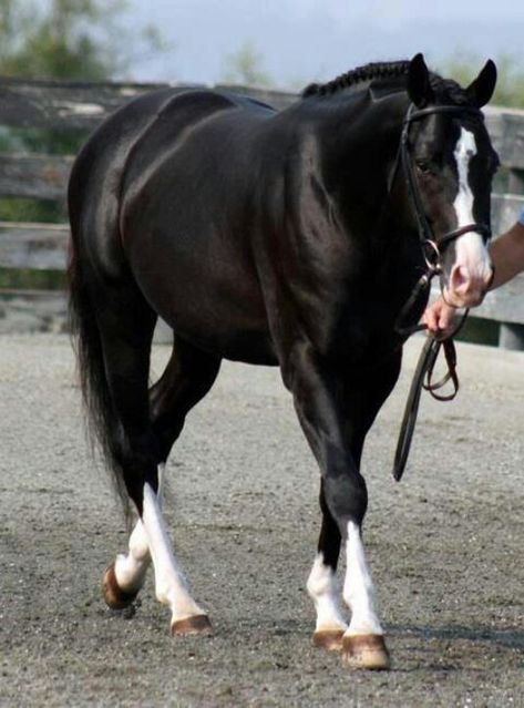 Beautiful horse - 4 white socks Warmblood Stallion, Warmblood Horses, Painted Horses, Horse Pics, Black Horses, Quarter Horses, Most Beautiful Animals, Majestic Horse, I Love Horses