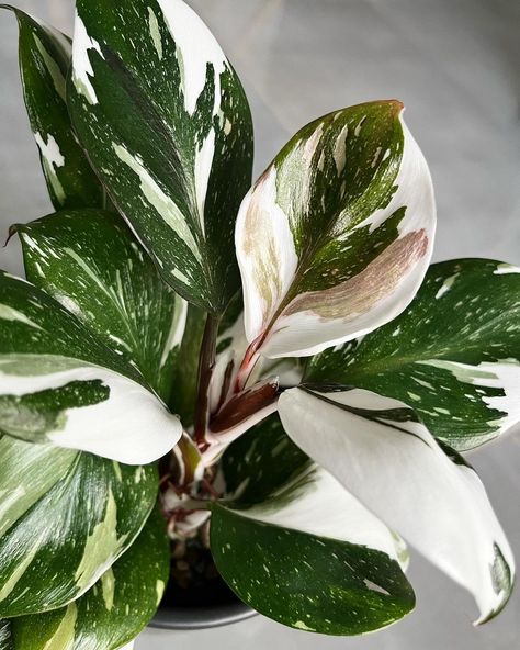 The Coveted Philodendron White Knight This rare tropical houseplant is sought by plant enthusiasts worldwide. 📷: only.my.plants on IG Philodendron White Knight, Tropical House Plants, White Knight, Unique Plants, Trees To Plant, House Plants, Plants, White, Design