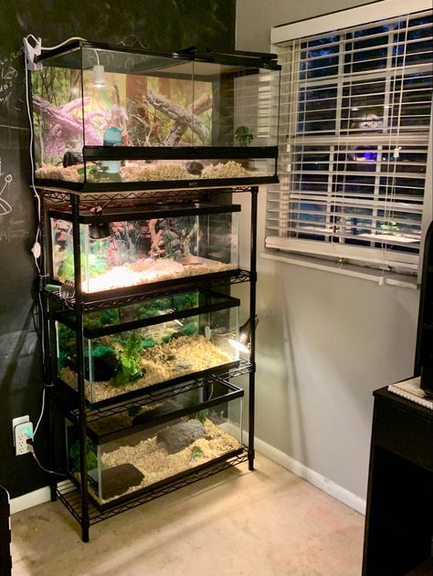 Reptile Shelving, Reptile Shelf, Terrarium Shelf, Fish Tank Shelf, Turtle Tank Setup Ideas, Small Turtle Tank, Tank Setup Ideas, Turtle Tank Ideas, Box Turtle Habitat