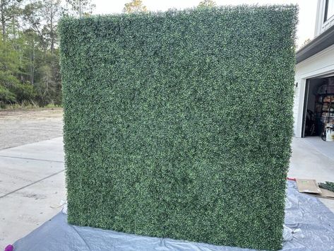 Boxwood Wall Photo Backdrop - Aubrey Swan Blog Diy Boxwood Backdrop Stand, Diy Boxwood Backdrop, Boxwood Wall, Boxwood Hedge Wall, Boxwood Backdrop, Matte Black Spray Paint, Hedge Wall, Boxwood Hedge, Plywood Board