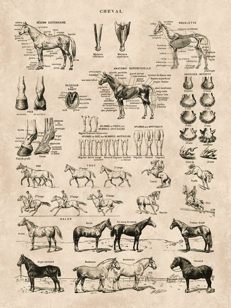 PRINTABLE FILES   This listing is for a DIGITAL FILE THAT YOU PRINT   NO PHYSICAL PRODUCT WILL BE SHIPPED  PRINTABLE Horse Art, Horse poster, Horse skeleton, Educational poster, Horse anatomy Print, Equestrian Print. Ideal for decoration of country cottage decor, rustic decor, Horse riding school. Equestrian art print  from an old french illustration. Please select options from the drop down menu under pricing. You will receive: >> 1 JPG high resolution file. Printable at home or in any commerci Horse Anatomy Poster, Horse Posters Vintage, Horse Posters Aesthetic, Vintage Horse Poster, Horse Art Wallpaper, Vintage Equestrian Art, Horse Poster Design, Posters For Room Aesthetic Printable, Vintage Horse Art