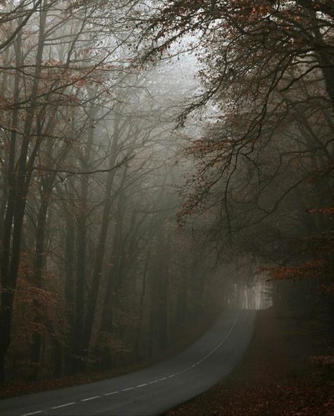 Autumn Aesthetic | opheliesz Fall Autumn Aesthetic, Dark Naturalism, Breath Of Life, Scenery Background, Late Autumn, Dark Autumn, Fantasy Forest, Foggy Morning, Season Of The Witch