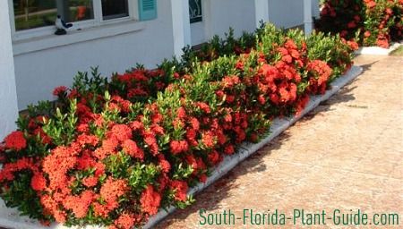 bushes for under a picture window | ... - whether large or small shrubs or plants - saves time and energy Florida Landscaping, Backyard Garden Diy, Florida Plants, Backyard Garden Layout, Florida Gardening, Backyard Garden Landscape, Small Shrubs, Small Backyard Gardens, Home Landscaping