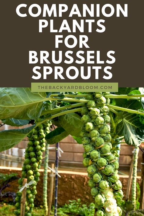 Companion Plants For Brussels Sprouts Grow Brussel Sprouts, Brussel Sprout Plant, Growing Tomatoes Indoors, Growing Tomatoes From Seed, Growing Organic Tomatoes, Indoor Vegetables, Tattoo Plant, Sowing Seeds, Growing Tomatoes In Containers