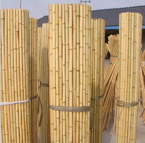 Nosey Neighbors, Chinese Bamboo, Moso Bamboo, Bamboo Poles, Bamboo Canes, Pressure Treated Wood, Renewable Sources, Yellow Coffee, Yangzhou