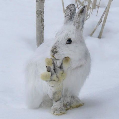 Snowshoe Hare, Arctic Hare, Wild Rabbit, Cute Bunny Pictures, White Rabbits, Bunny Pictures, Arctic Animals, Snow Leopard, Cute Little Animals