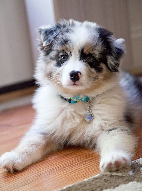 I Have The Most Beautiful Aussie Pup Ever. Introducing My New Baby Boy - Neptune, 9 Weeks Old Black Puppies, Mini Aussie Puppy, Munchkin Kitten, Excited Dog, Black Puppy, Aussie Puppies, Aussie Dogs, Popular Dog Breeds, Most Popular Dog Breeds