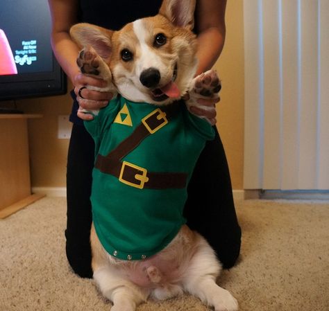 A gallery of videogame pet cosplay | Lazygamer .:: The Worlds Best Video Game News ::. Corgi Outfits, The Bloodhound Gang, Corgi Costume, Video Game Costumes, Princesa Zelda, Pet Parade, Goofy Dog, Game Mode, Cute Corgi