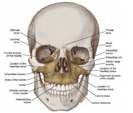 The infraorbital nerve or IO nerve is an afferent nerve formed from the merger of cutaneous branches from the upper lip, the medial part of the cheek, side of the nose, the lower eyelid. The IO nerve then passes into the infraorbital foramen of the maxilla. The infraorbital foramen is located inferior to the midpoint of the inferior margin of the orbit, the infraorbital rim. Maxillary Sinus, Medical Assistant, Upper Lip, Nerve, Medical, Lips