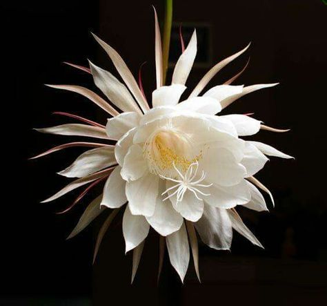 <3 Good night <3 Sweet dreams <3 Love, Sapphire Moonbeam <3  Night Blooming Cereus Flower called the "Princess of the Night" 🌼 Night Blooming Cereus, Moon Garden, Unusual Plants, Unusual Flowers, Rare Flowers, Cactus Y Suculentas, Mother Plant, Moon Flower, Cactus And Succulents