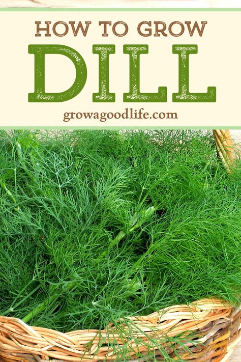 Growing Dill, Grow Dill, Green Magic Homes, How To Grow Dill, Gardening Herbs, Outdoor Herb Garden, Harvesting Herbs, Building A Raised Garden, Fall Garden Vegetables