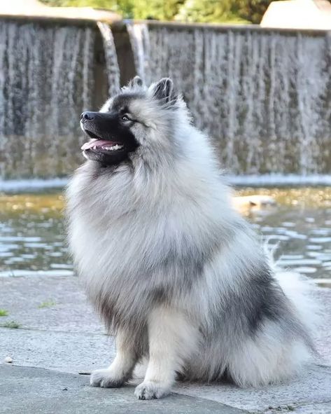 Keeshond Puppy, Emo Room, Keeshond Dog, Dog Types, Spitz Breeds, German Spitz, Spitz Dogs, Some Interesting Facts, Therapy Animals