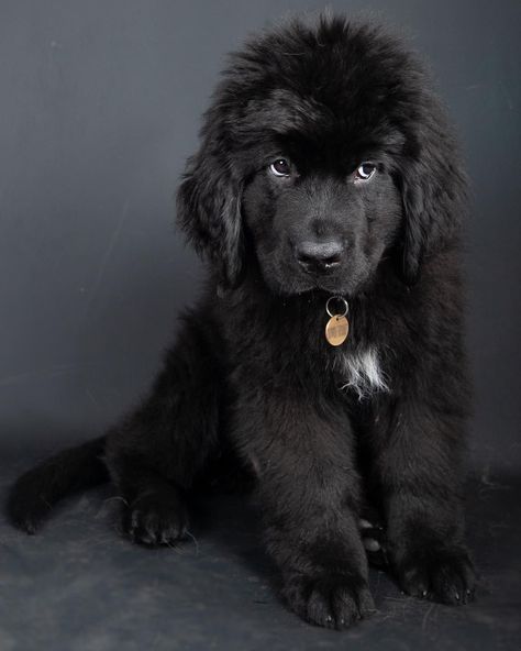 Newfoundland Dog Puppy, Fluffy Dog Breeds, Big Fluffy Dogs, Dog For Sale, Newfoundland Puppies, Newfoundland Dogs, Dog Weight, Dog Shedding, Funny Dog Memes