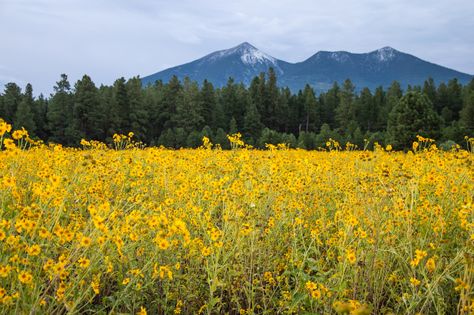 Fort Valley Flower Field | Outdoor Project Field Of Yellow Flowers, Flagstaff Arizona, Valley Flowers, Valley Road, Arizona Travel, Road Sign, The Fort, Cover Ideas, Mountain Town