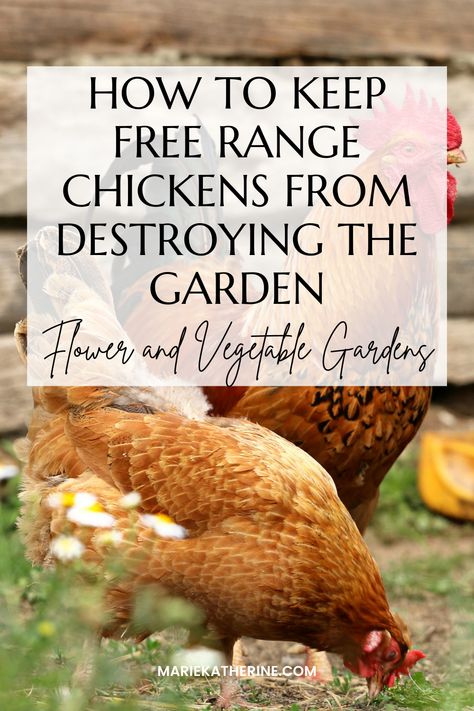 Will Free-Range Chickens Eat my Garden? The short answer is yes. Chickens can be very destructive in the garden. Not only do they eat young plants, but they also love to scratch and dig in loose soil or mulch. Luckily, there are some very simple solutions to protecting your garden and young plants! Chicken Proof Garden Fence, Fence To Keep Chickens Out Of Garden, Protect Plants From Chickens, Chickens And Gardens, Chicken And Garden Area, Flowers Chickens Wont Eat, Chicken Proof Landscaping, Growing Food For Chickens, Best Plants For Chickens