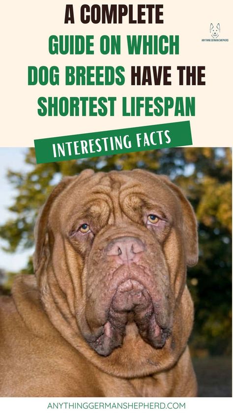 A Complete 
Guide On Which 
Dog Breeds Have The Shortest Lifespan List Of Dog Breeds, Dog Temperature, Best Dogs For Families, Dog Ages, Dog List, What Dogs, Purebred Dogs, Kinds Of Dogs, Types Of Dogs