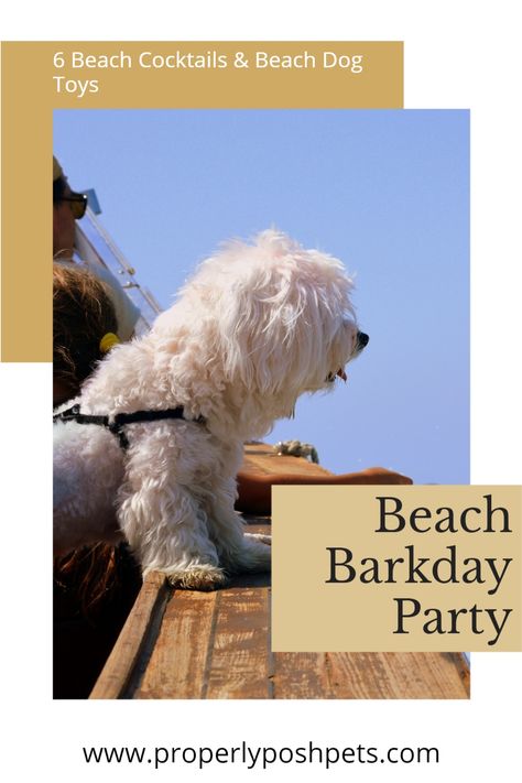 Partying is what we do best at Properly Posh Pets. We never need a reason to party, but what better one is there than celebrating summer, the beach, and your dog? Combining all three for a summer themed pet party is how we're enjoying the sunshine this season! Grab some friends and head to the beach with your pups - we'll provide the recipe for a killer beach cocktail. Dog Parties, Dog Party Favors, Pet Party, Beach Cocktails, Beach Dog, Rope Dog Toys, Diy Dog Treats, Pet Businesses, Dog Birthday Party