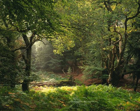 a clearing in the woods English Forest, Dipper Pines, New Forest, Walk In The Woods, Magical Forest, English Countryside, Alam Yang Indah, Magical Places, Nature Aesthetic