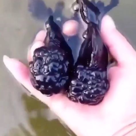 L!ttlefishhub 🐠 on Instagram: “😲😱Have you ever seen this weird, blackberry looking fish before ? It’s called a Black Oranda, a type of Goldfish. 🐟🍇 FOLLOW @littlefishhub…” Types Of Goldfish, Goldfish Types, Oranda Goldfish, Short Creepy Stories, Creepy Animals, Mha Cosplay, Ocean Fish, Curious Creatures, Kittens And Puppies