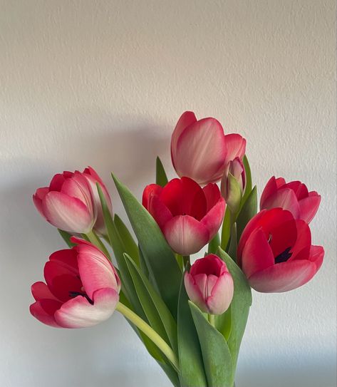 #flowers #tulips #tulpen Tulips Opening Up, Tulips Close Up, Opened Tulips, Tulips Open, Open Tulips, Tulips Flowers Aesthetic, Paint Reference, Open Tulip, Pink Tulips Bouquet