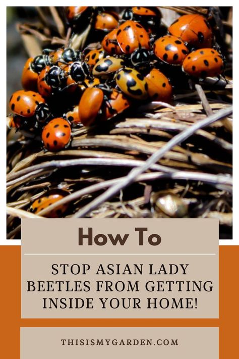 Up close image of a cluster of Asian lady beetles. From thisismygarden.com. How To Get Rid Of Asian Lady Beetles, Ladybug Repellent, How To Get Rid Of Ladybugs, Get Rid Of Ladybugs In House, How To Get Rid Of Asian Beetles In House, Asian Beetles How To Get Rid Of, How To Get Rid Of Ladybugs In The House, Killing Japanese Beetles, Asian Lady Beetles